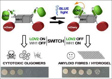 OPTOBIOTICS: Novel antibacterial proteins activated by blue light