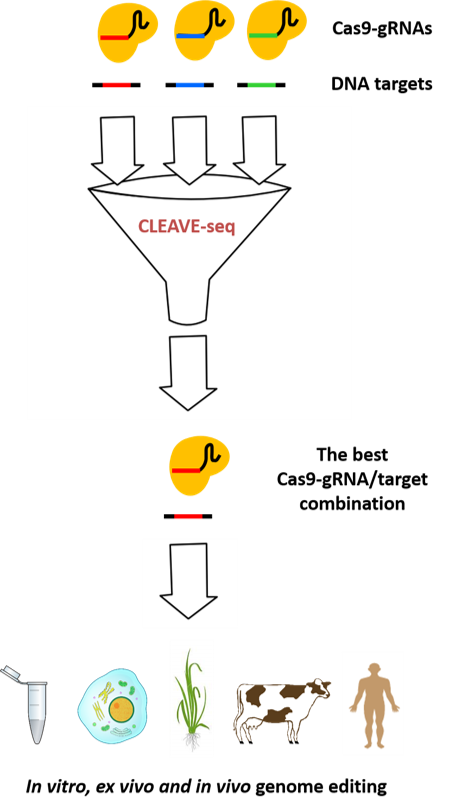 CLEAVE-seq: technology for determination of on- and off-target sites for DNA endonucleases