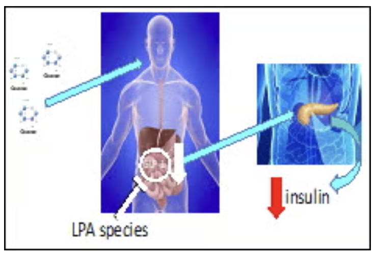 Restoring GLP-1 incretin to treat Type 2 Diabetes mellitus and obesity