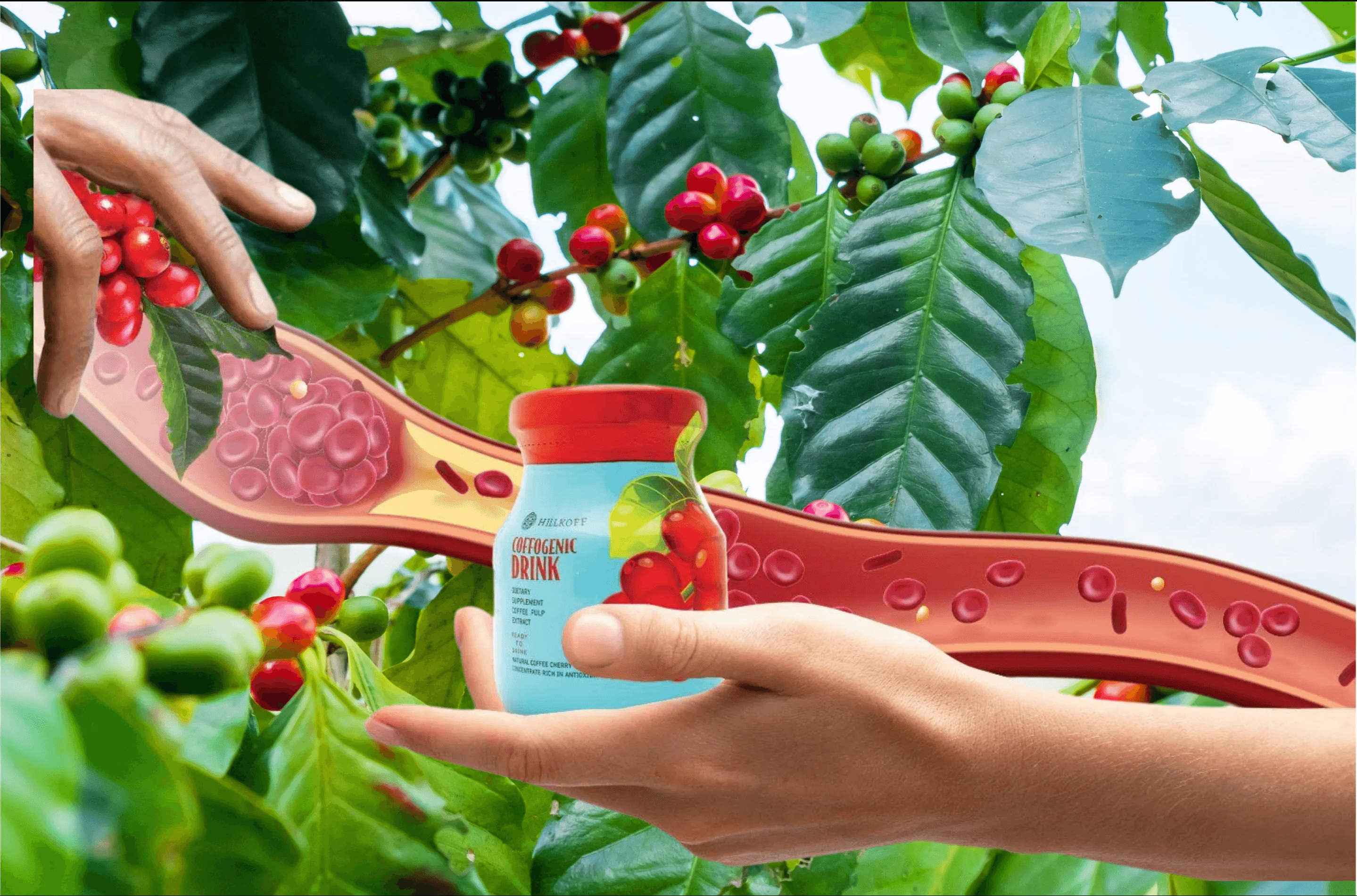 Nutraceutical Beverage From Coffee Cherry