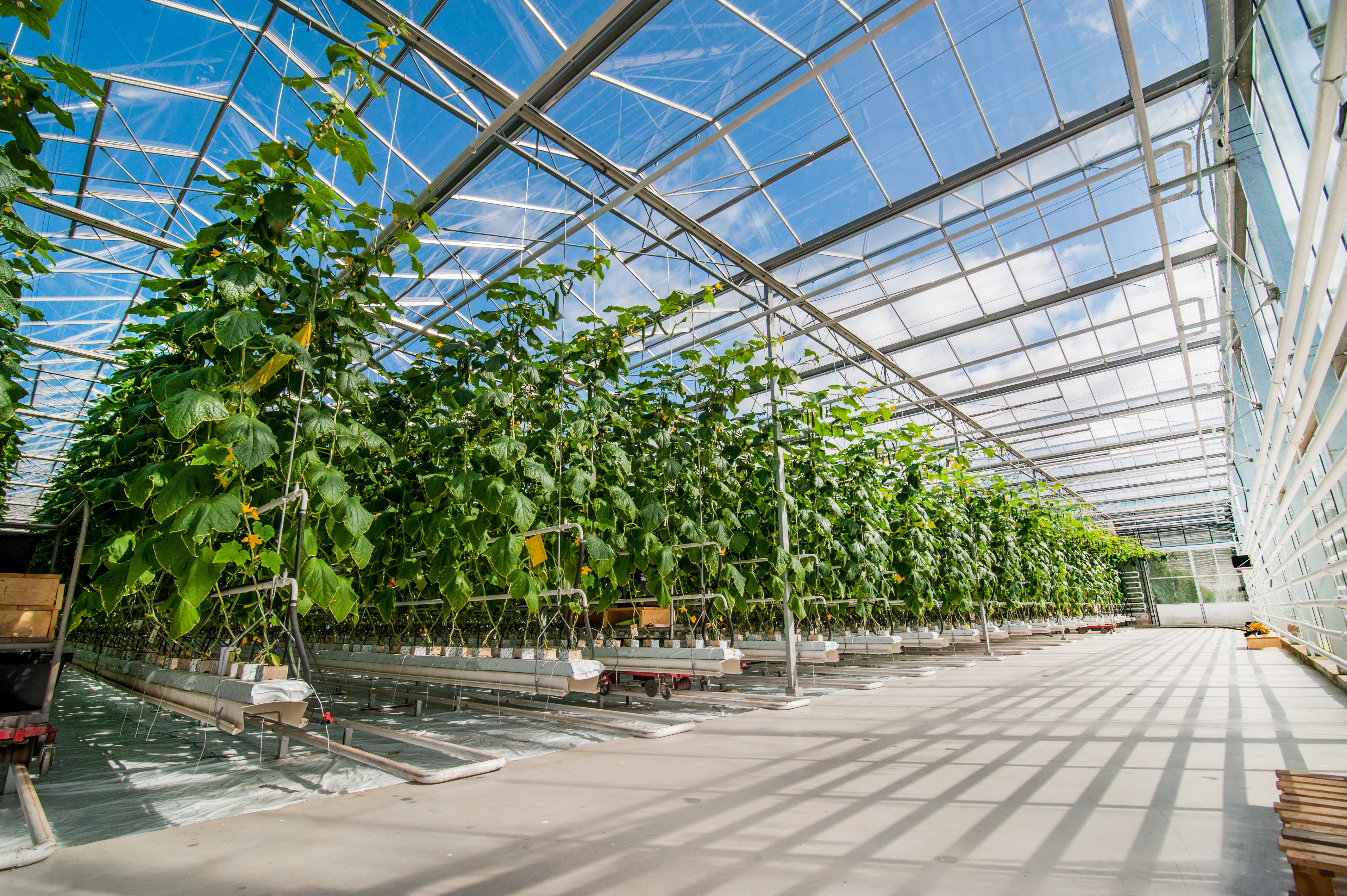 Seeking sustainable, cost-effective solutions to reduce the humidity of cooling air inside greenhouses in Qatar