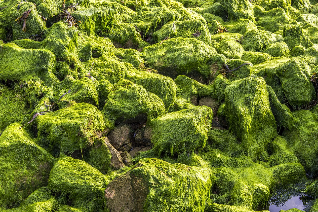 Seeking natural antioxidants coming from microalgae to be applied in food