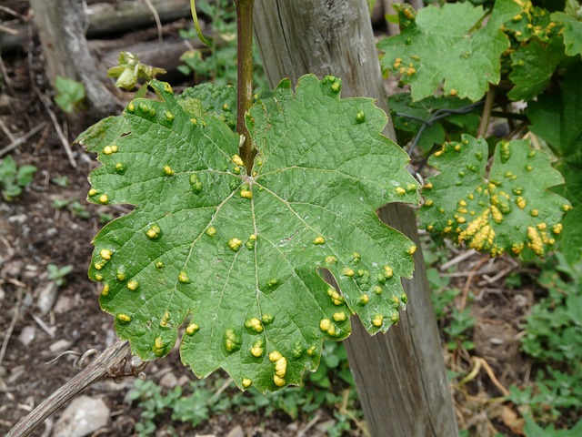 New formulation for biological control of pests and/or diseases in agricultural crops