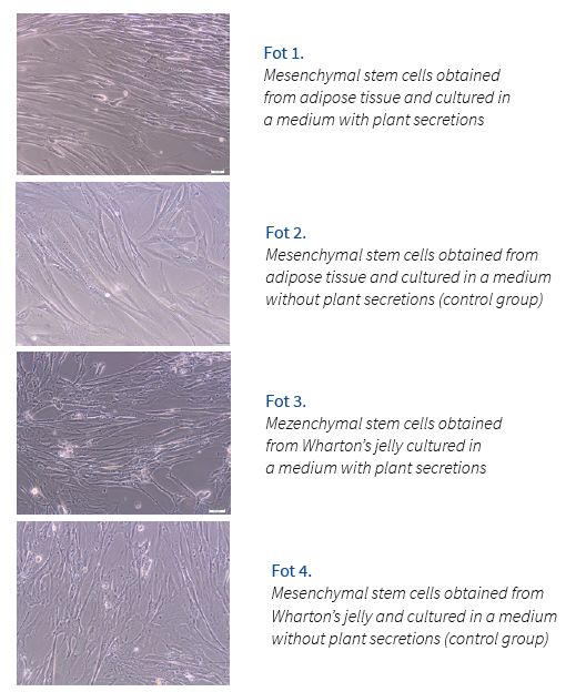 Improving stem cell culture using carnivorous plants