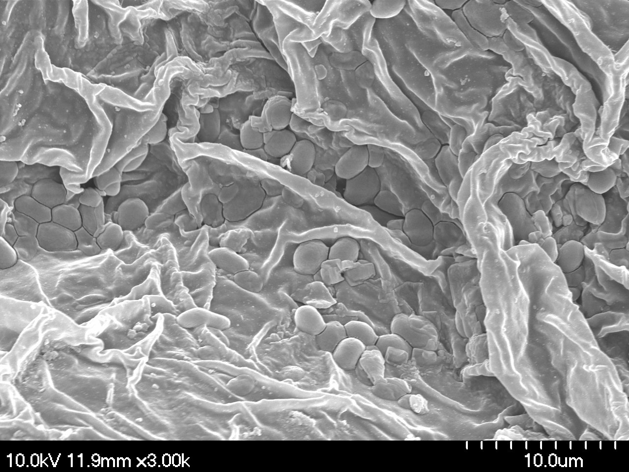 Biotechnology Platform for Biological Methane Reduction Using Advanced Adsorbents