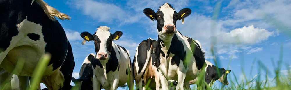 FrieslandCampina
