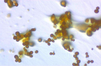 Melittangium-Microbialtec Research