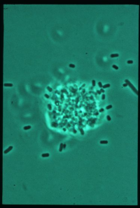 Nannocystis-Microbialtec Research